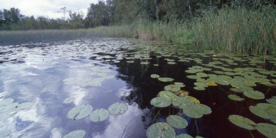 Kvarnsjön Tumba. Foto: Sten Modén